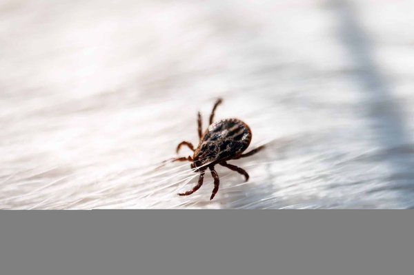 Luttez efficacement contre les acariens pour une maison saine