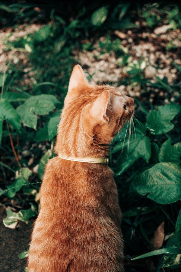 comment concevoir un jardin avec des éléments recyclés pour une approche écologique