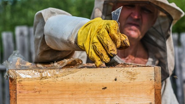 Comment protéger les ruches des attaques de frelons en apiculture ?